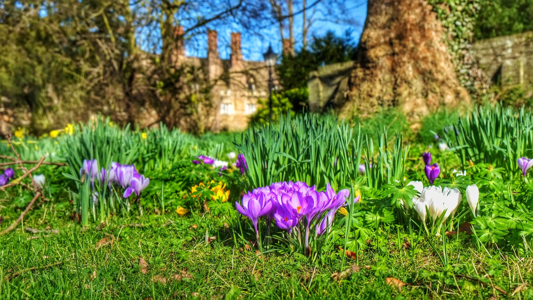 Photograph taken by Sir Cam of Peterhouse College building and grounds