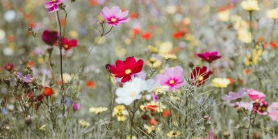 Wild Flowers