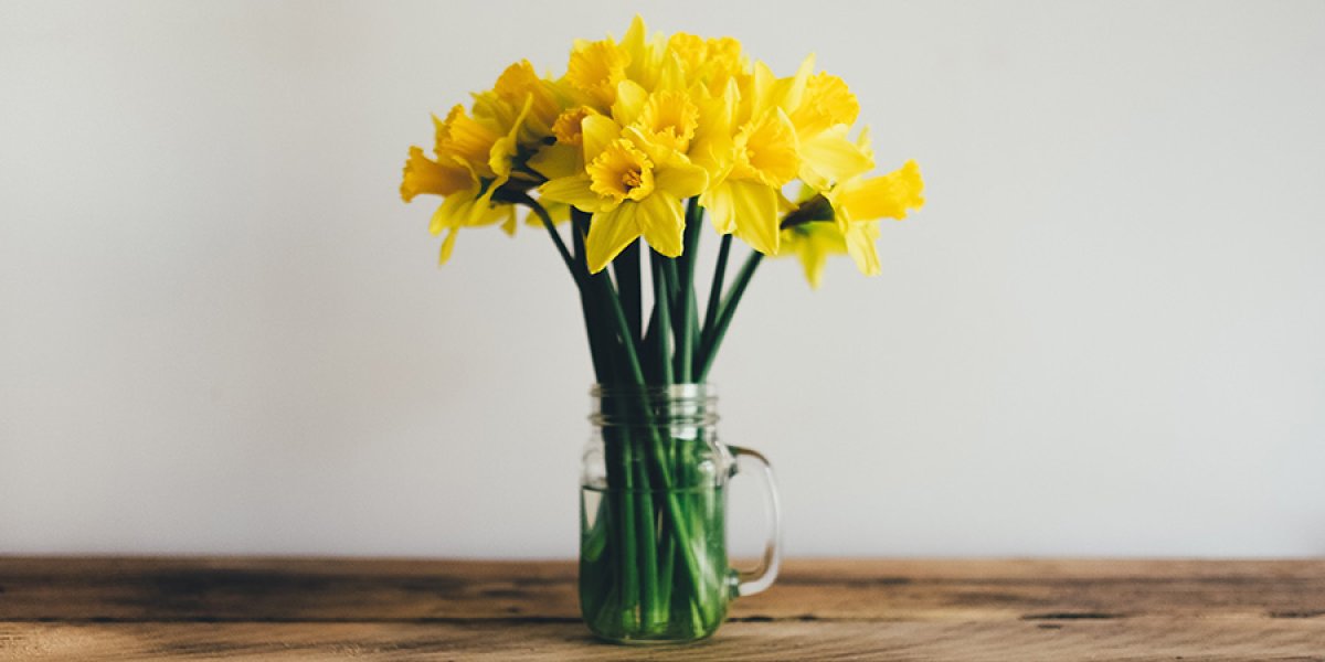 Daffodils