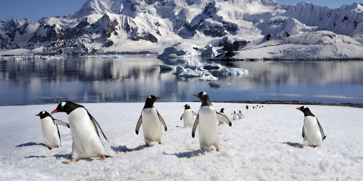 Gentoo Penguins - Antarctica