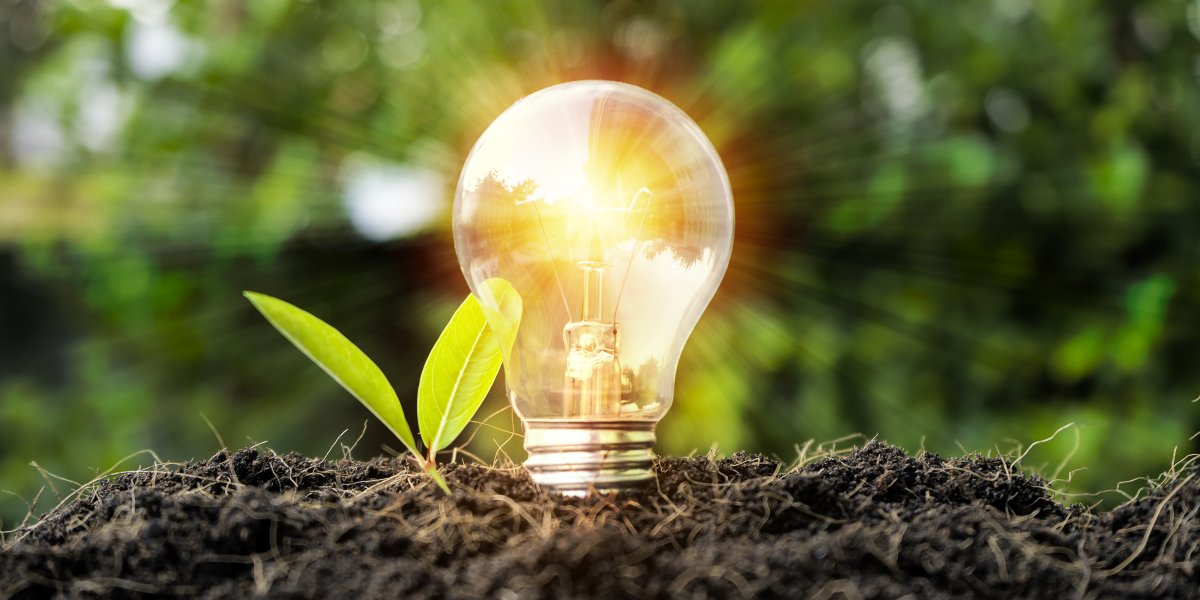 Plant and light bulb growing from the soil