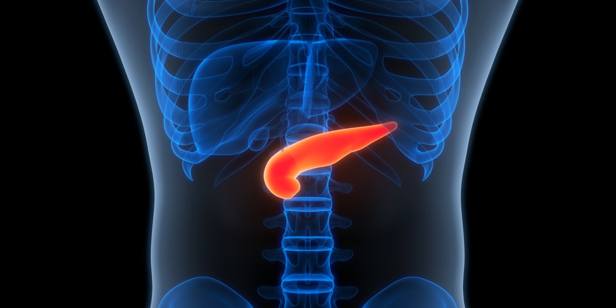 Human Internal Organ Pancreas Anatomy