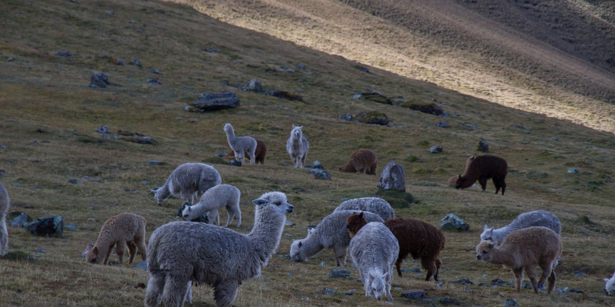 Alpacas